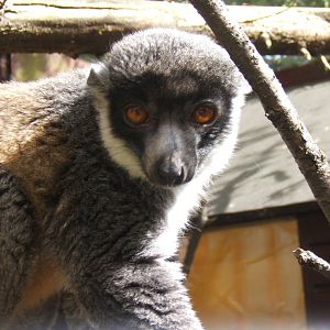 Mongoose Lemur