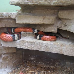 Sinaloan Milk Snake