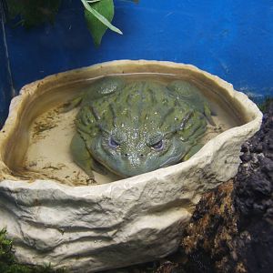 Giant African Bullfrog