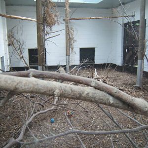Quarantine Building with young Southern Ground Hornbills in it