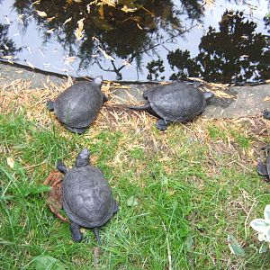 European Pond Turtles