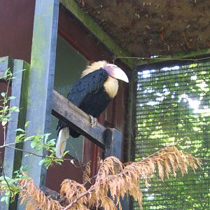 Male Blyth`s Hornbill