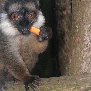 White-collared Lemur