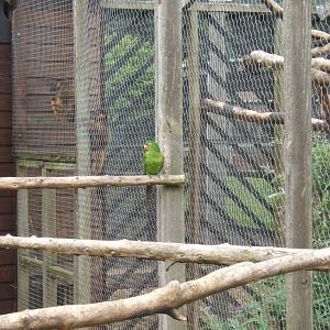 Conure not sure which species
