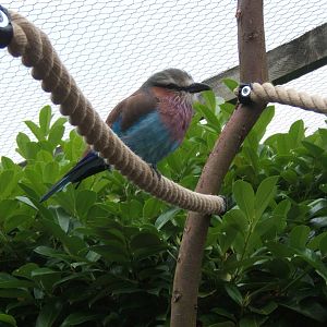 Lilac-breasted Rollers