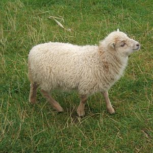 Ouessant Sheep
