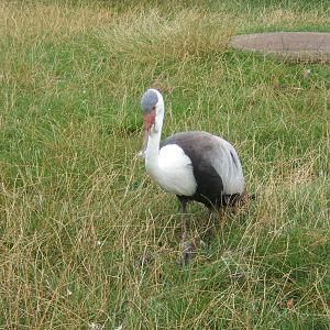 Wattled Crane