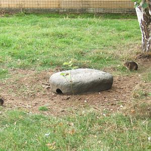 Swamp Cavy in Southern Aardwolf enclosure
