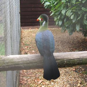 White-cheeked Turaco