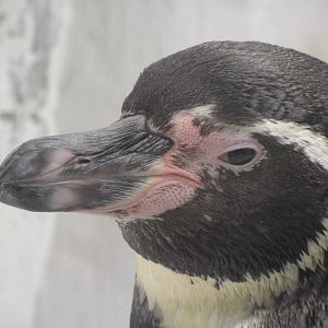 Penguin closeup