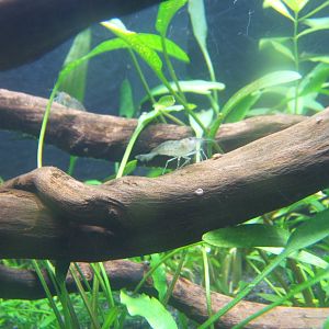 Shrimp in with Tentacled Snake