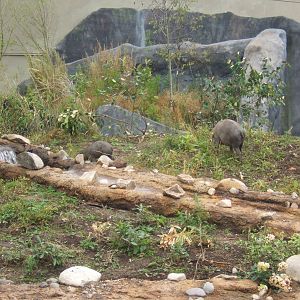 Babirusa in Islands