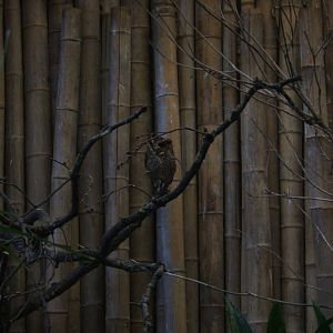Luzon Lowland Scops Owl