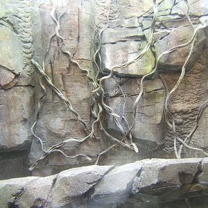 View of herp exhibits inside Monsoon Forest