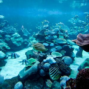 Outdoor reef tank underwater vieweing