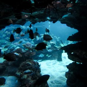 Outdoor reef tank underwater vieweing