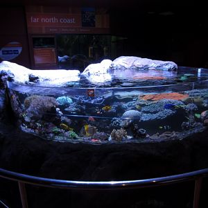 Indoor reef display