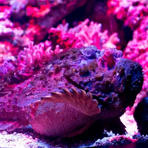 Stonefish