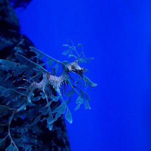 Leafy Seadragon