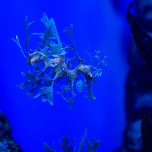 Leafy Seadragon