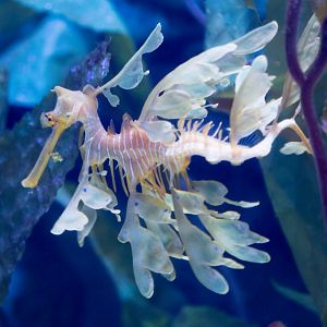 Leafy Seadragon