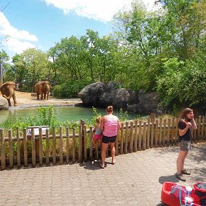 May 2014 - Elephant Reserve - Female Yard Pool Viewing