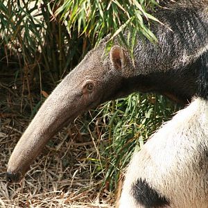 Giant Anteater