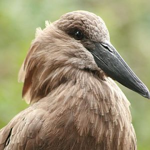 Hamerkop