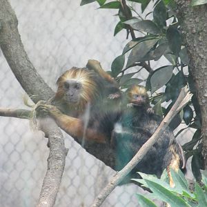 golden headed lion tamarin san juan de aragon zoo