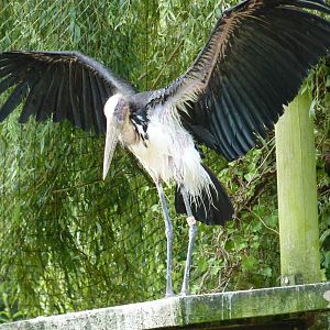 Lesser Adjutant Stork, September 2015