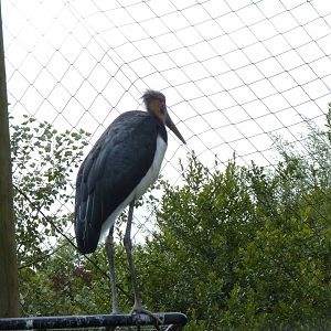 Lesser Adjutant Stork, September 2015