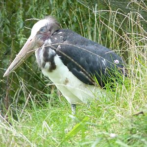 Lesser Adjutant Stork, September 2015
