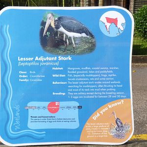 Lesser Adjutant Stork Sign, September 2015