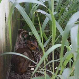 Javan Mouse Deer