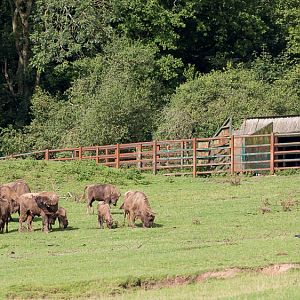 European bison / wisent : Port Lympne : 29 Aug 2015