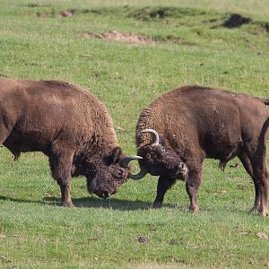 European bison / wisent : Port Lympne : 29 Aug 2015