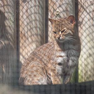 Rusty-spotted cat : Port Lympne : 29 Aug 2015