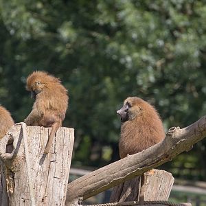 Guinea baboon : Port Lympne : 29 Aug 2015