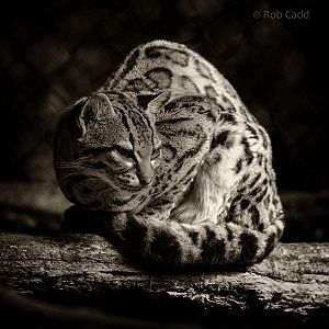 Margay : Port Lympne : 29 Aug 2015