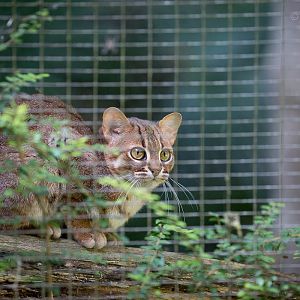 Rusty-spotted cat : Port Lympne : 29 Aug 2015