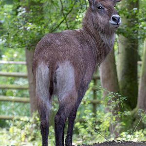 Defassa waterbuck : Port Lympne : 29 Aug 2015