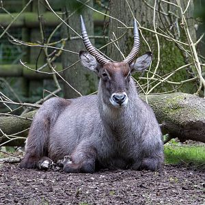 Defassa waterbuck : Port Lympne : 29 Aug 2015