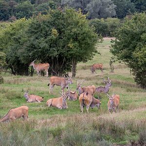 Common eland; greater kudu : Port Lympne : 29 Aug 2015