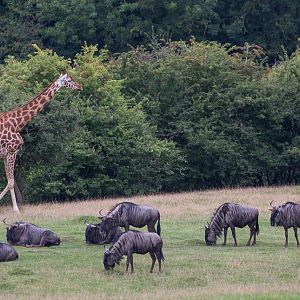 Blue wildebeest; giraffe : Port Lympne : 29 Aug 2015