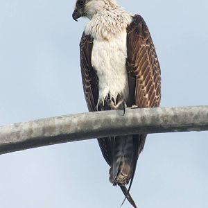 Osprey - 2013