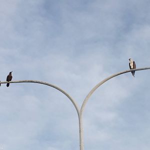Osprey and Cormorant on a Lamp Post - 2013