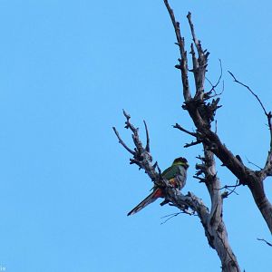 Red-capped Parrot - 2014