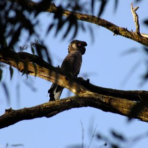 White-tailed Black Cockatoo - 2014