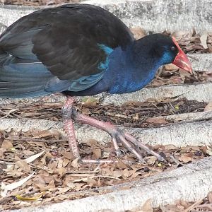 Australian Purple Swamphen - 2014