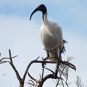 Australian White Ibis - 2014